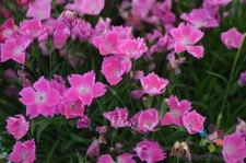 200+ Kahori Pink Carnation Seeds for Garden Planting - USA - FREE SHIPPING!