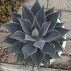 Lavender Lady Mangave STARTER Plant Agave/Manfreda Hybrid Great COLORS 3"+ Wide