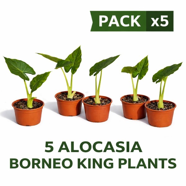 Pack x5 Alocasia BORNEO KING - 5 plantas