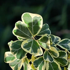 Variegated Ficus Fig Plant, White/Green Heart Leaf, Tropical, 4 Inch Pot