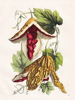 Balsamapfel Bitter melon Bittermelone Momordica botany Botanik Lithographie 1857