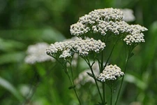 White Yarrow Wildflower Seeds, Western Yarrow, Milfoil, Sneezewort, FREE SHIP