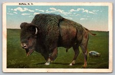 Postcard Buffalo New York Bull HWR White Boarder  NY