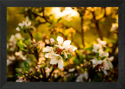 White apple tree flower Framed Wall Art Poster Canvas Print Picture