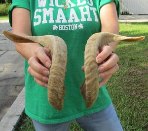 Matching Pair of 16-17 inch Sheep/Ram horns for horn carving taxidermy #52200