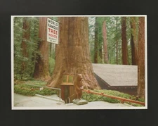 Chrome Postcard World's Famous Tree House California