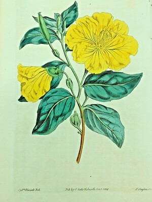 EVENING PRIMROSE GLAUCA PLANTS 1814 Antique Print Original Curtis Botanical