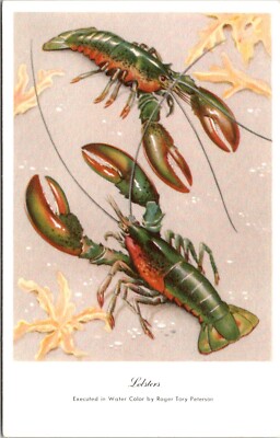 Roger Tory Peterson Lobster Watercolor Artwork Postcard E31