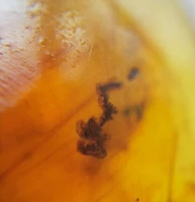 100 MILL. YEARS OLD BURMITE AMBER WITH MOSS PLANT (ABR13/69)