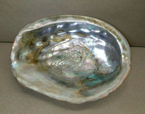 "Abulón rojo caracol natural grande decorativo 7"" X 6" - Imagen 7 de 11