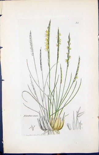 Old Print Nardius Strieta Colour Smith Sowerby 1847 British Plants Botany 19th