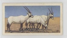 1963 Brooke Bond Wildlife in Danger Tea Arabian Oryx #21 0y5