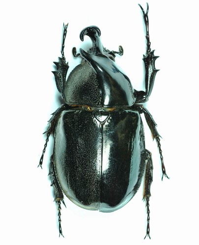 ODDITY/RARITY - BEETLE - Xylotrupes gideon GYNANDROMORPH - MALAYSIA - Bild 3 von 6