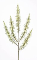 Artplants KüNstlicher Boston Farn Zweig Bent, GrüN, 70Cm