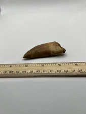 Tyrannosaurus T REX 3” African Carcharodontosaurus REAL FOSSIL CS 108