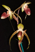 Paphiopedilum Joan Sanders #3 (Memoria Joan Levy x sanderianum)