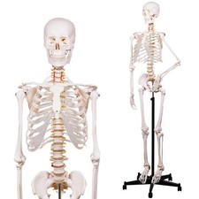 NLShan Human Skeleton Model for Anatomy -Life Size Anatomical Skeleton Medical