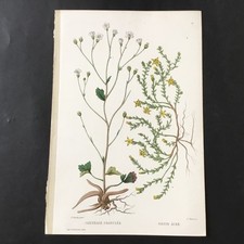 Gravur 19. Jh. Botanik Saxifrage Granulat Naudin Etching 19thC