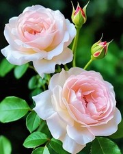 Digital Image Picture Wallpaper Background Desktop Roses Flower Only 0.99 Cent 