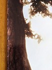 Picture 8 of 8