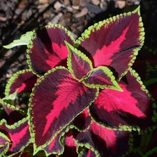 300 Coleus Rainbow Seeds Mixed Perennial