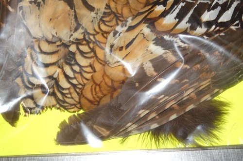 RARE REEVES PHEASANT PRIME TAXIDERMY BIRD SKIN FLY TYING - Picture 4 of 8