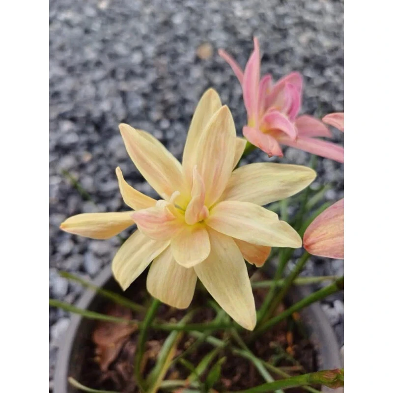1 bulb AUTHENTIC Rain Lily Zephyranthes 70-150mm size (130 varieties) - Image 3 of 4