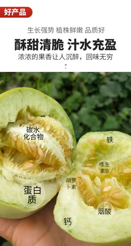 日本甜宝甜瓜种子薄皮香瓜种子About 80 seeds of Japanese sweet melon - Picture 15 of 19