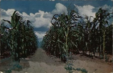 Harrisburg, Pennsylvania PA Corn Field Chrome Original Vintage Postcard