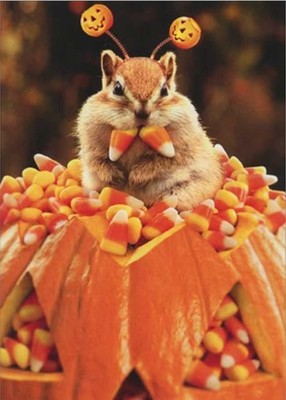 ''Sink your teeth into some treats!'' AVANTI HALLOWEEN CARD Chipmunk in Candy Corn