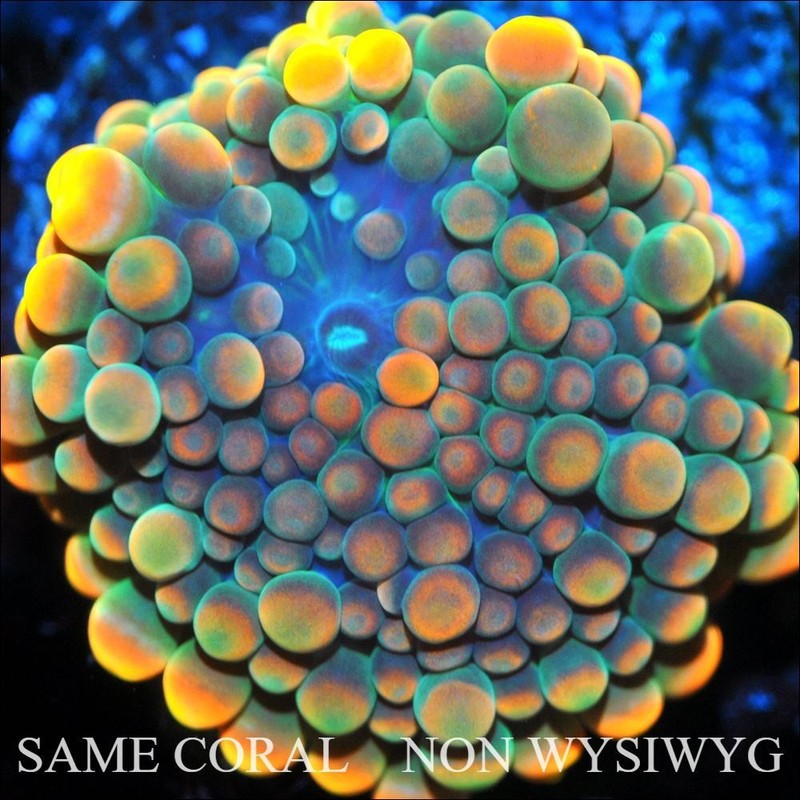 Corals of Eden ~ NON WYSIWYG Live Coral Frag ~ King Kong Bounce Mushroom - .5''