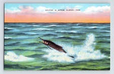 Postcard Florida Sailfish Deep Sea Fishing 1940s Unposted Linen