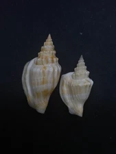 2 x Dolomena dilatata strombus  Sea shell #13925