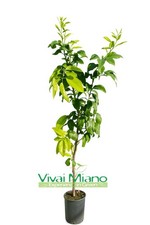 Pianta di Bergamotto - Immagine reale