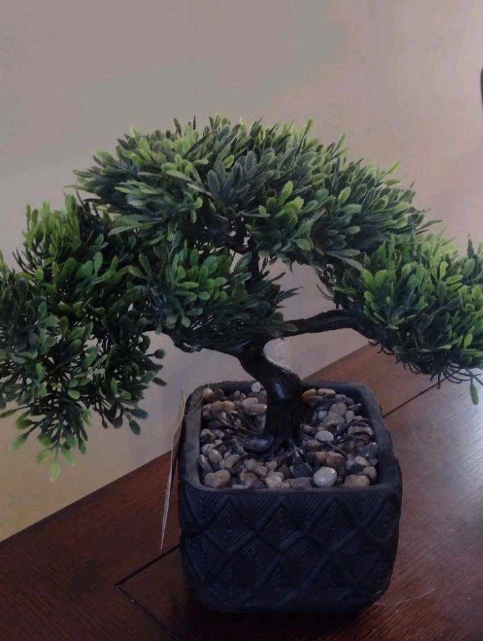 Finished Bonsai Bonsais for sale - eBay