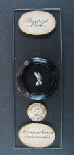 Antique microscope slide by Watson. "British Moth. Cemoistoma laburnella".