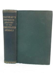 Chauveau-COMPARATIVE-ANATOMY-OF-THE-DOMESTICATED-ANIMALS-1908-D-Appleton-NY