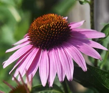 CONEFLOWER PURPLE Echinacea Purpurea - 2,000 Bulk Seeds