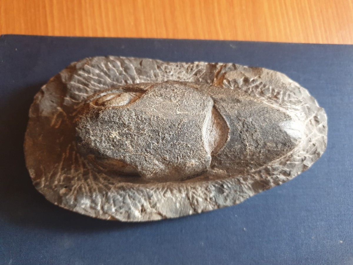 エンセオステウスplacoderm fish化石 おまけ付き