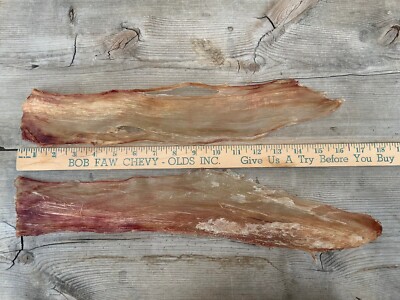 2 Elk Backstrap Sinew Authentic 15-17 
