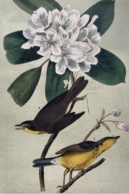 John James Audubon CANADA FLYCATCHER Lith. Printed & Col. by J.T. Bowen 1839