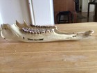 Deer Jaw Bone ,connected, Animal Craft Wildlife Art Taxidermy Tool Man Cave E — photo 2