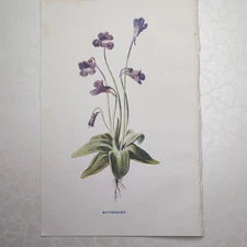Original 1902 Botanical Print Of Butterwort Familiar Wild Flowers