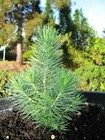 2x two LIVE PINE TREE Pinus Pinea Pinus  ROOTED cluster pine cuttings
