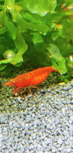 Shrimp True Red Bloody Mary's 12+1 USA Bred With free acclimation kit. - Picture 7 of 14