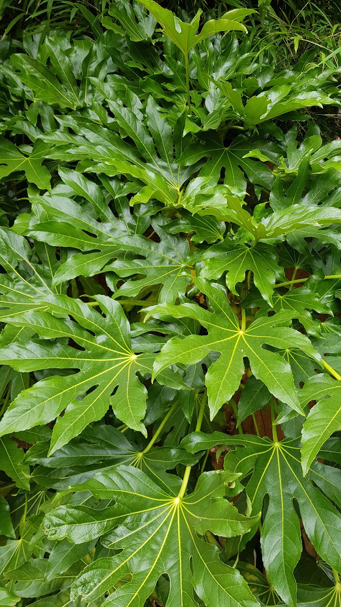 Aralie du Japon Fatsia japonica arbuste persistant pour terrasse et balcon