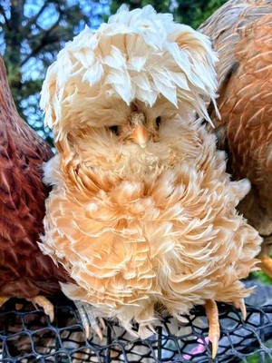 12 (6 each) Candy Corn & Buff Laced Frizzle Hatching Eggs LF NPIP 