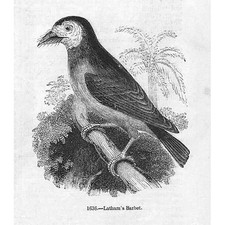 BIRDS Latham's Barbet - Antique Print 1856