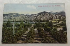 Orange Orchard Near The Foothills, California. Postcard (M2)