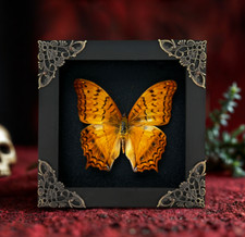 Real Framed Butterfly Specimen Insect Collection Display Goth Artwork Decor